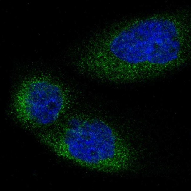 LMBR1 Antibody in Immunocytochemistry (ICC/IF)