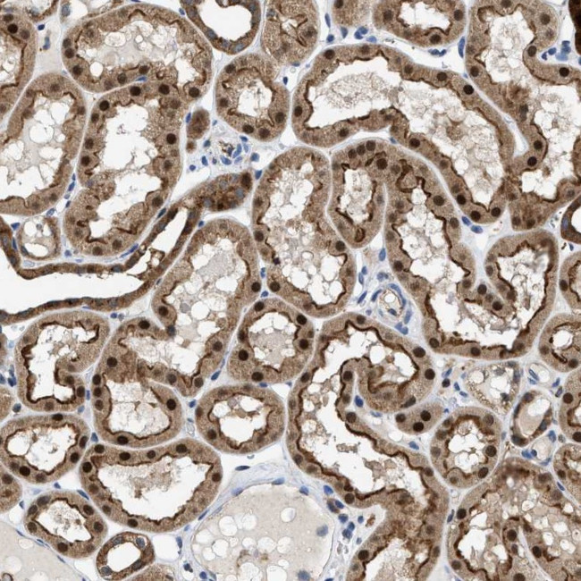 ENPP4 Antibody in Immunohistochemistry (Paraffin) (IHC (P))