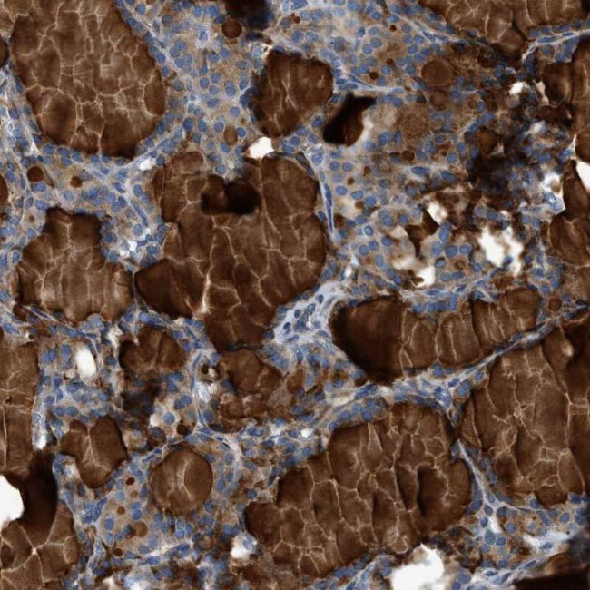Contactin 6 Antibody in Immunohistochemistry (IHC)