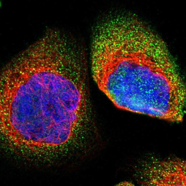 HIPK1 Antibody in Immunocytochemistry (ICC/IF)