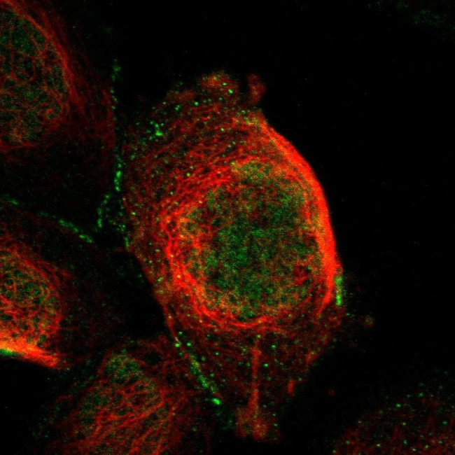 CTXN1 Antibody in Immunocytochemistry (ICC/IF)