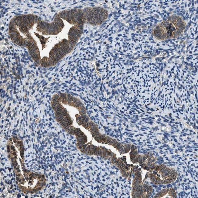 SLC15A4 Antibody in Immunohistochemistry (IHC)