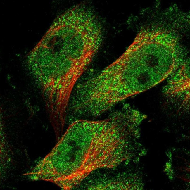 TMTC1 Antibody in Immunocytochemistry (ICC/IF)