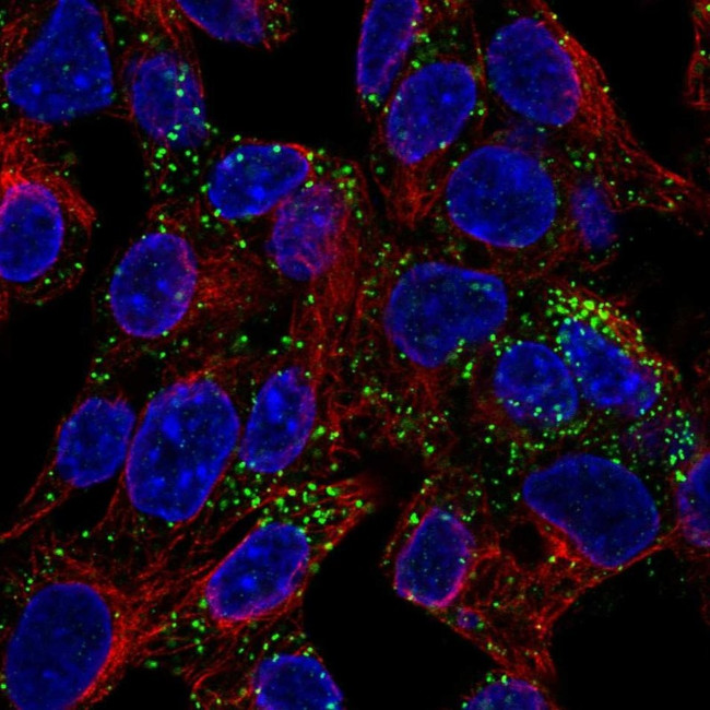 INHBE Antibody in Immunocytochemistry (ICC/IF)