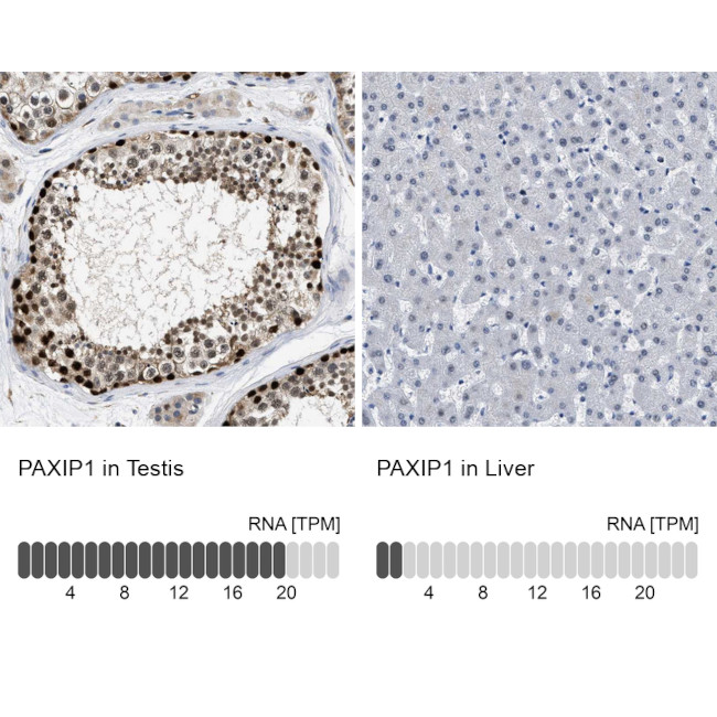 PAXIP1 Antibody