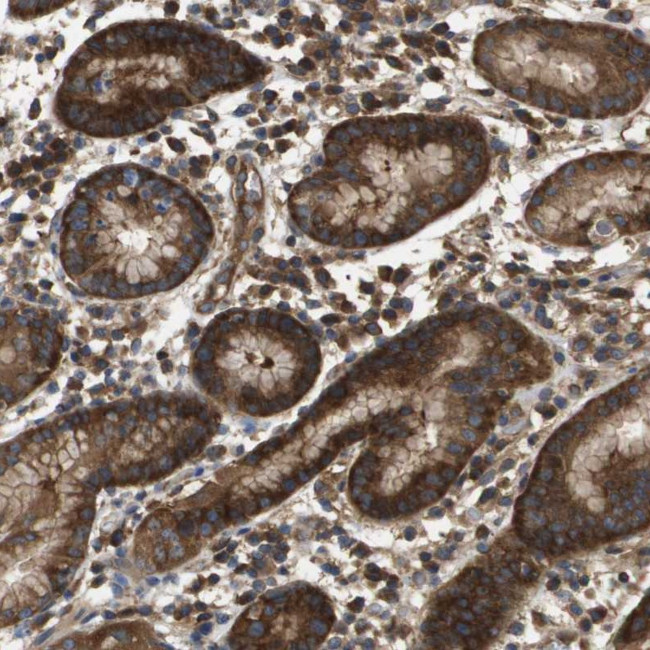 DAP5 Antibody in Immunohistochemistry (Paraffin) (IHC (P))