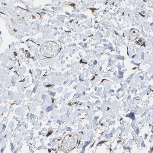 LEPRE1 Antibody in Immunohistochemistry (Paraffin) (IHC (P))