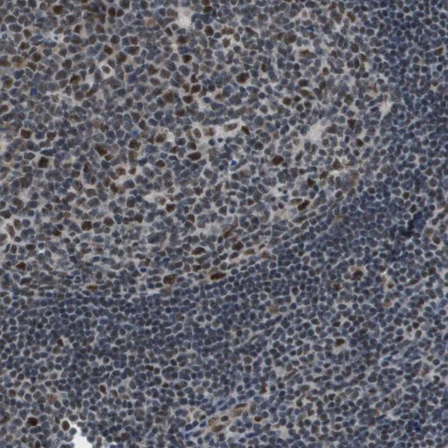ISY1 Antibody in Immunohistochemistry (IHC)