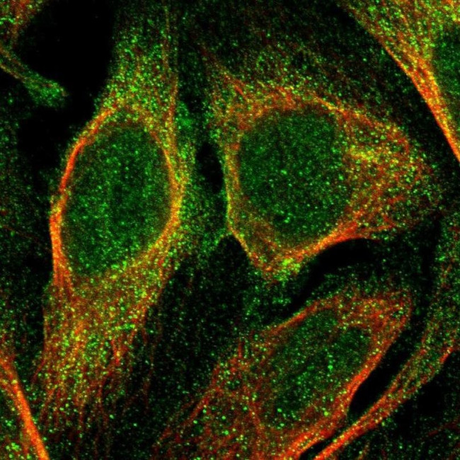 CI091 Antibody in Immunocytochemistry (ICC/IF)