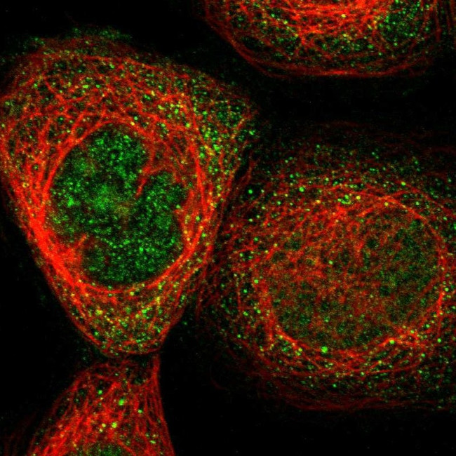 FAM69A Antibody in Immunocytochemistry (ICC/IF)
