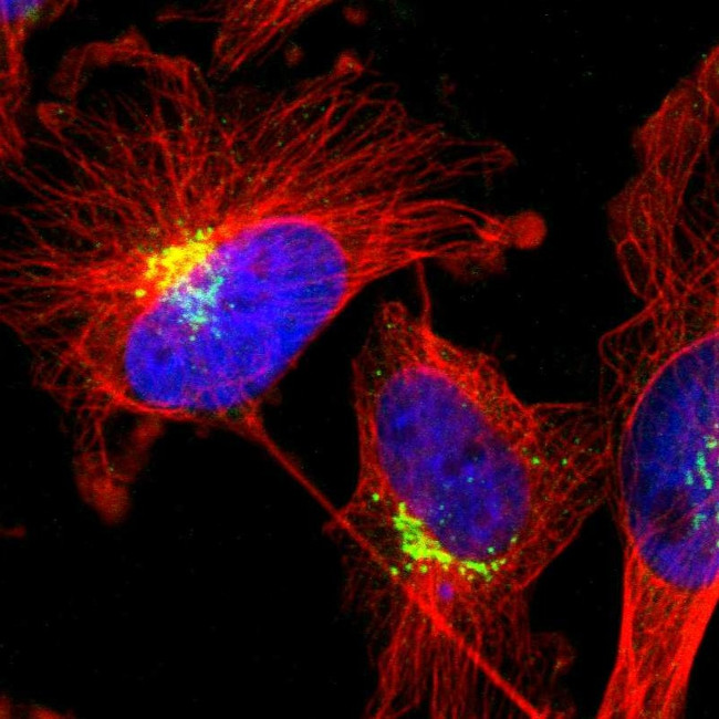 ZFPL1 Antibody in Immunocytochemistry (ICC/IF)