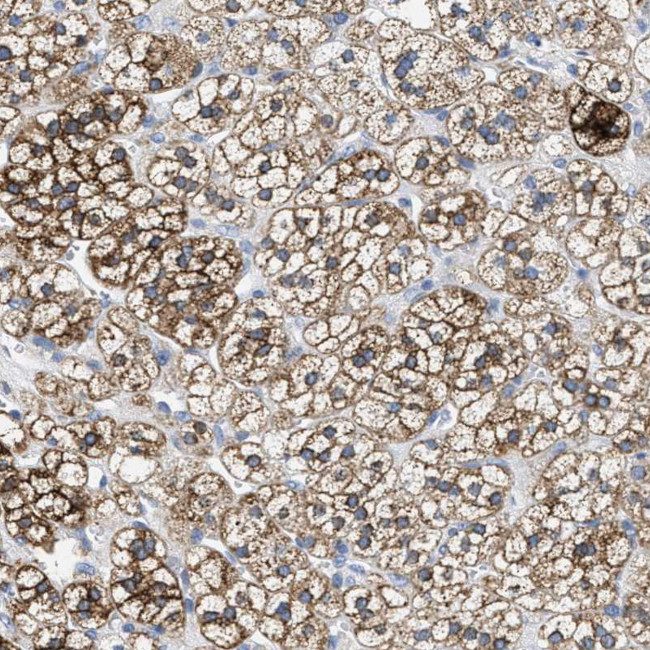Kir3.4 (KCNJ5) Antibody in Immunohistochemistry (Paraffin) (IHC (P))