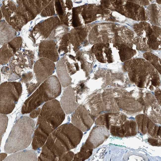 CDO Antibody in Immunohistochemistry (Paraffin) (IHC (P))
