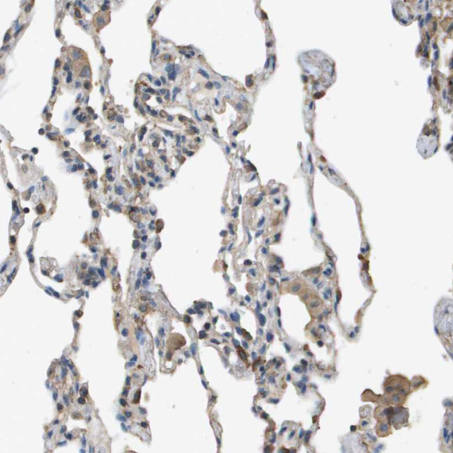 MS4A7 Antibody in Immunohistochemistry (Paraffin) (IHC (P))