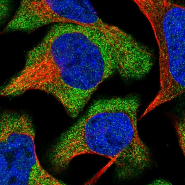 GPRASP2 Antibody in Immunocytochemistry (ICC/IF)