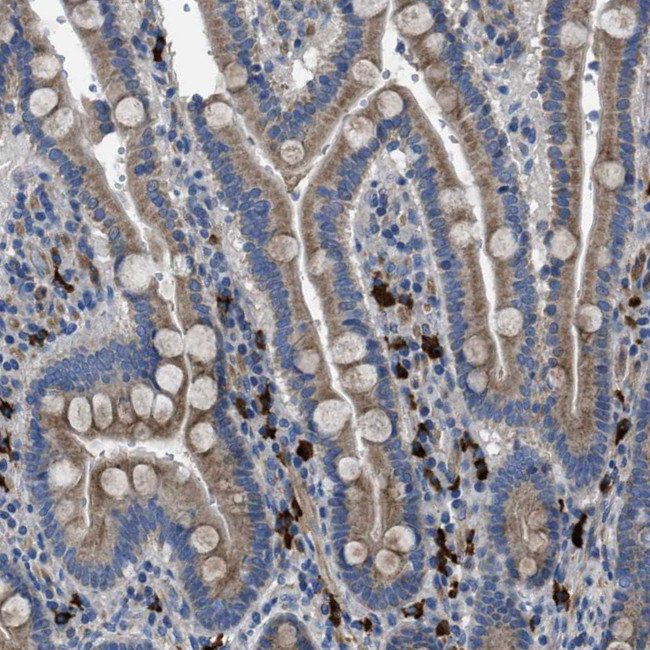 SGCZ Antibody in Immunohistochemistry (Paraffin) (IHC (P))