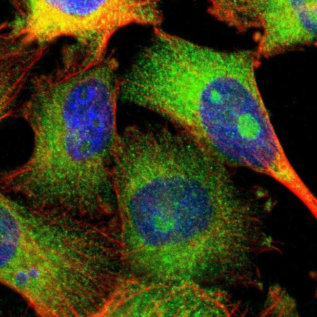TEX264 Antibody in Immunocytochemistry (ICC/IF)
