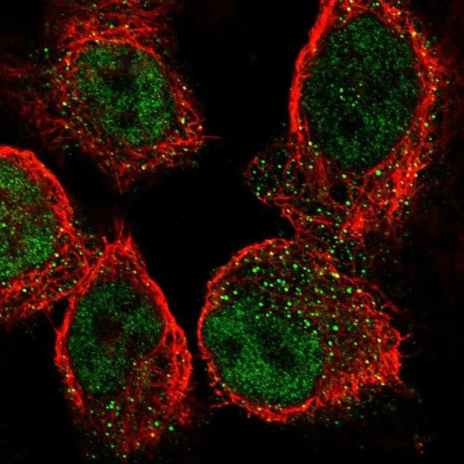 SLFN5 Antibody in Immunocytochemistry (ICC/IF)