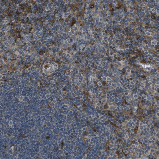 GIMAP8 Antibody in Immunohistochemistry (IHC)