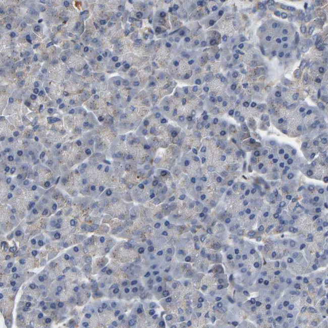 FRRS1 Antibody in Immunohistochemistry (Paraffin) (IHC (P))