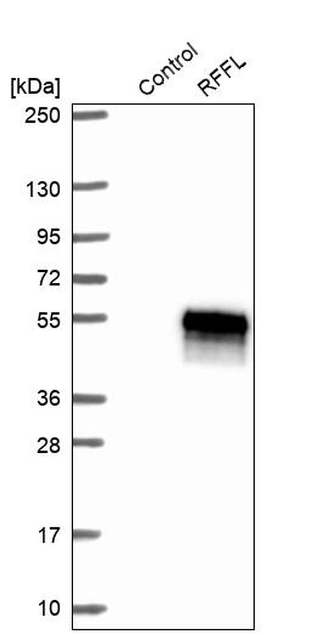 RFFL Antibody in Western Blot (WB)