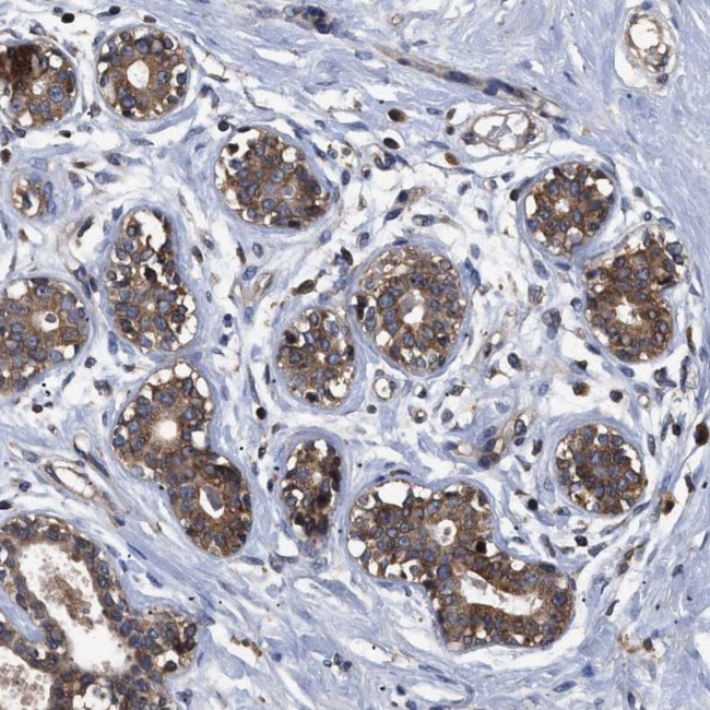 LRRC3 Antibody in Immunohistochemistry (Paraffin) (IHC (P))