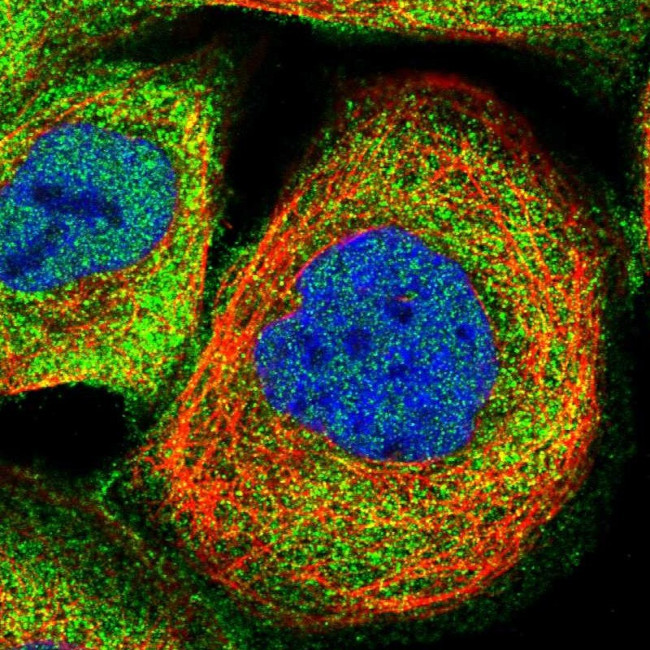 MAS1L Antibody in Immunocytochemistry (ICC/IF)