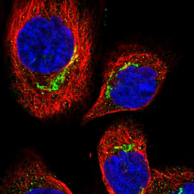 C10orf118 Antibody in Immunocytochemistry (ICC/IF)