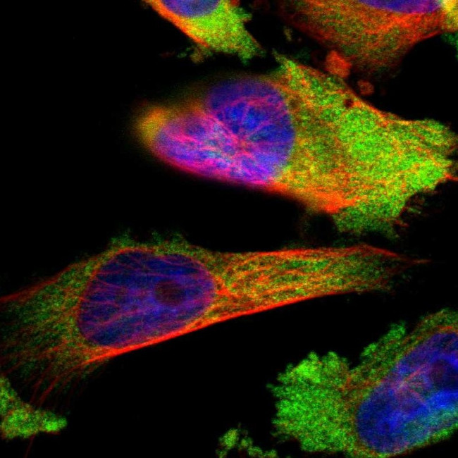 LYSMD3 Antibody in Immunocytochemistry (ICC/IF)
