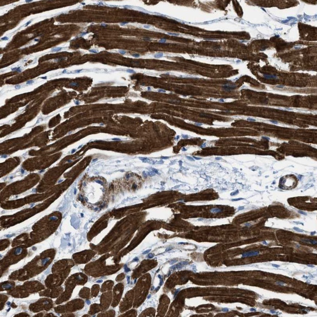 KCNH7 Antibody in Immunohistochemistry (Paraffin) (IHC (P))