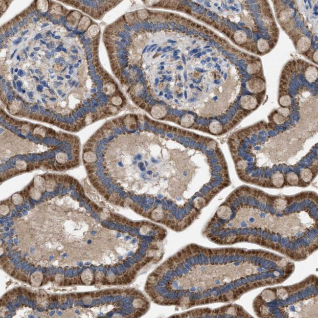 LPPR5 Antibody in Immunohistochemistry (Paraffin) (IHC (P))