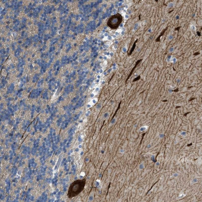 PCNXL3 Antibody in Immunohistochemistry (Paraffin) (IHC (P))