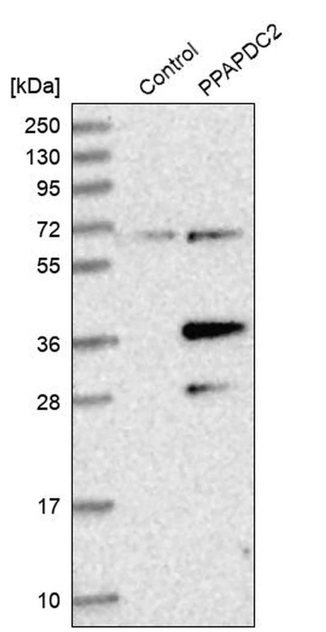 PPAPDC2 Antibody in Western Blot (WB)