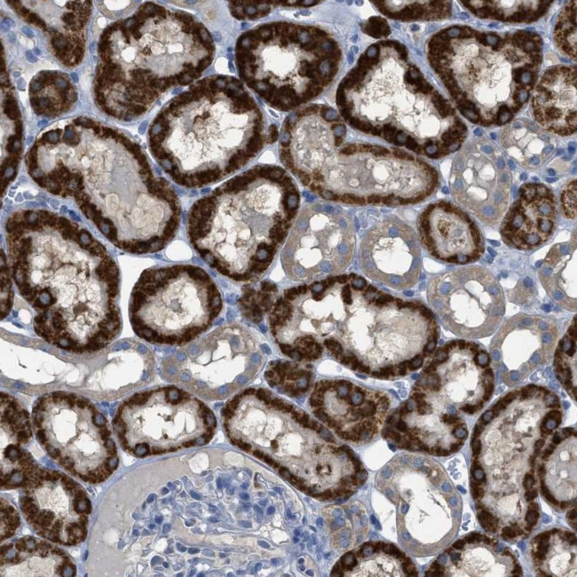 SFXN2 Antibody in Immunohistochemistry (Paraffin) (IHC (P))