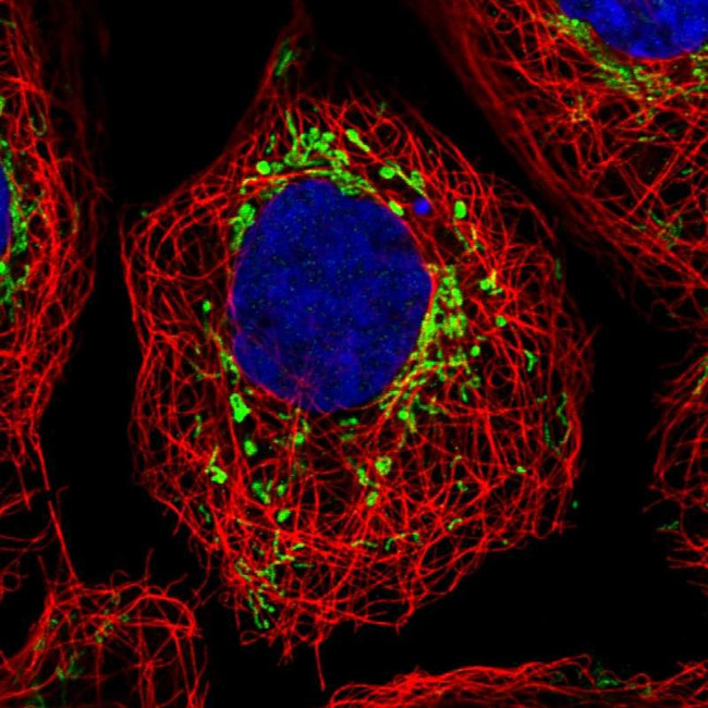 GRPEL2 Antibody in Immunocytochemistry (ICC/IF)