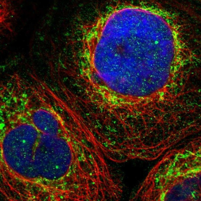 ZNF26 Antibody in Immunocytochemistry (ICC/IF)