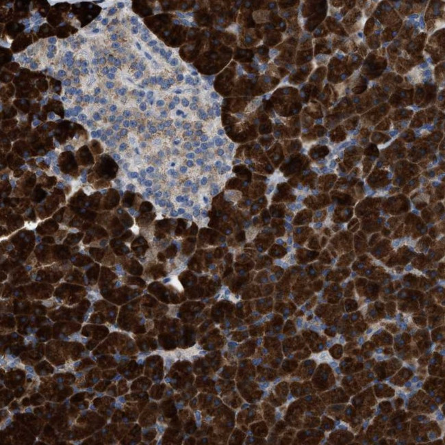 Adenylate Kinase 2 Antibody in Immunohistochemistry (Paraffin) (IHC (P))