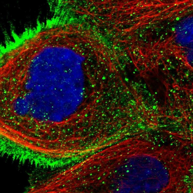 USP4 Antibody in Immunocytochemistry (ICC/IF)
