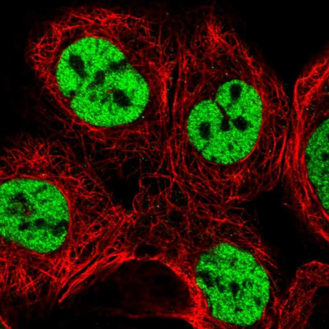SFRS15 Antibody in Immunocytochemistry (ICC/IF)