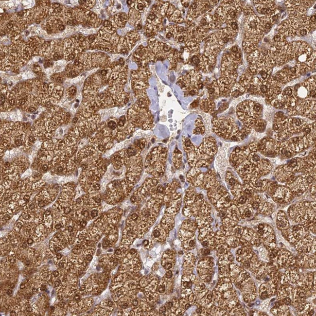 ZNF443 Antibody in Immunohistochemistry (Paraffin) (IHC (P))