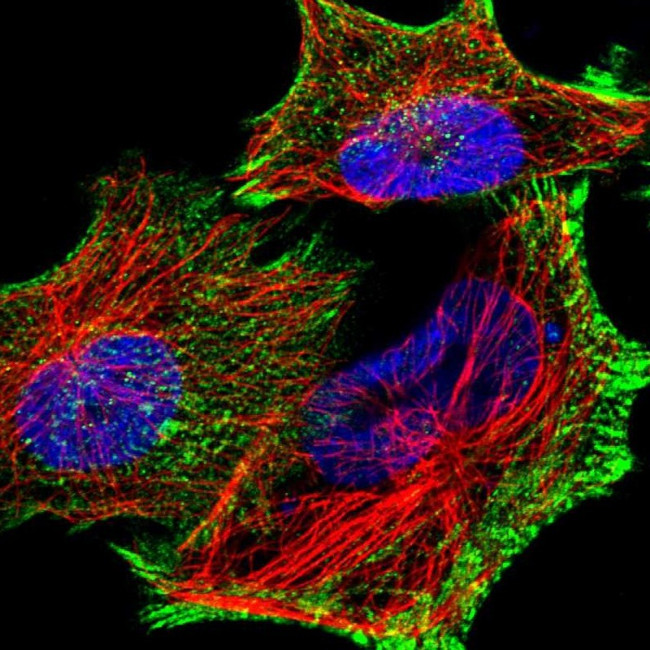 PDLIM7 Antibody in Immunocytochemistry (ICC/IF)