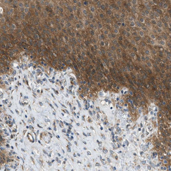 EDARADD Antibody in Immunohistochemistry (IHC)