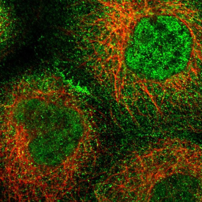 ARHGEF12 Antibody in Immunocytochemistry (ICC/IF)