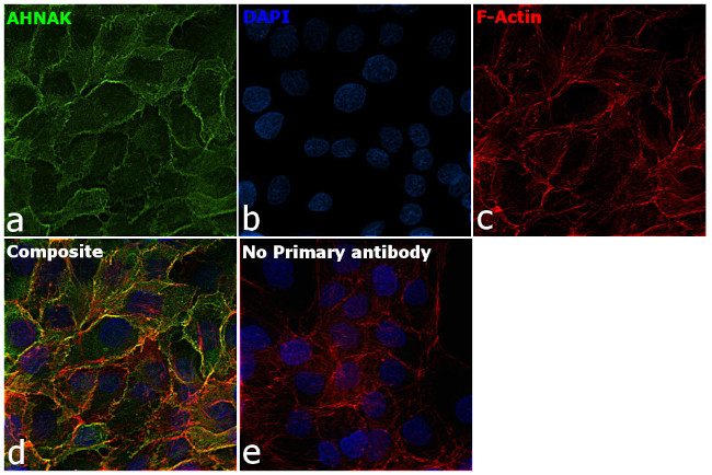AHNAK Antibody in Immunocytochemistry (ICC/IF)