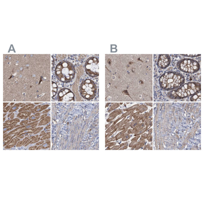 COBL Antibody in Immunohistochemistry (IHC)