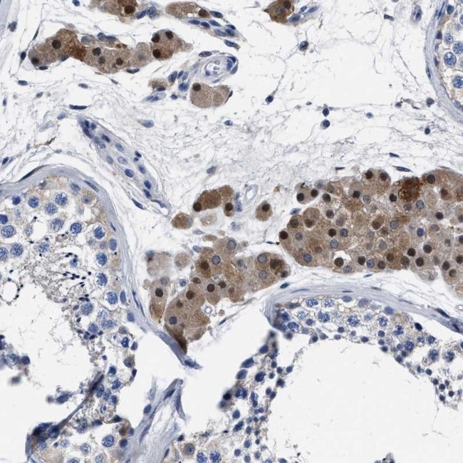 MOV10L1 Antibody in Immunohistochemistry (Paraffin) (IHC (P))