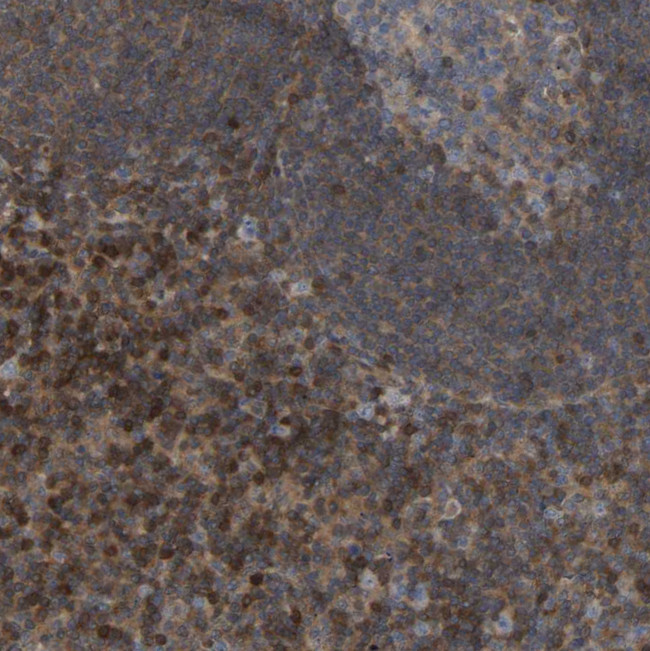 CIT Antibody in Immunohistochemistry (Paraffin) (IHC (P))