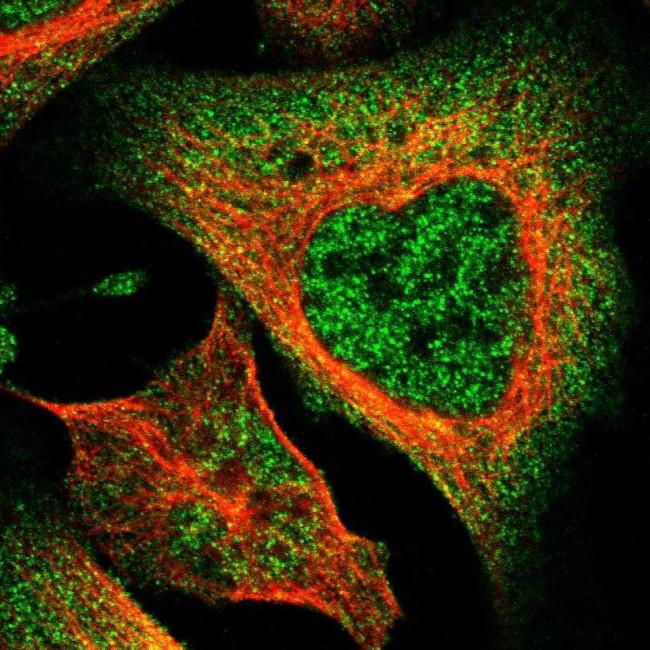 DNAJC25 Antibody in Immunocytochemistry (ICC/IF)
