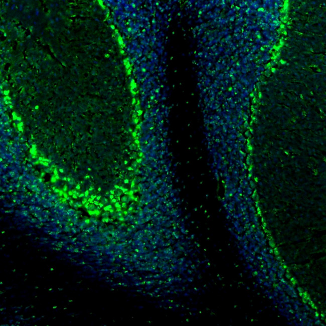 QKI Antibody in Immunocytochemistry (ICC/IF)
