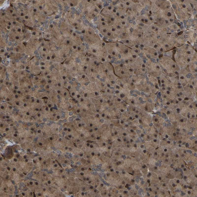 FAM161B Antibody in Immunohistochemistry (Paraffin) (IHC (P))